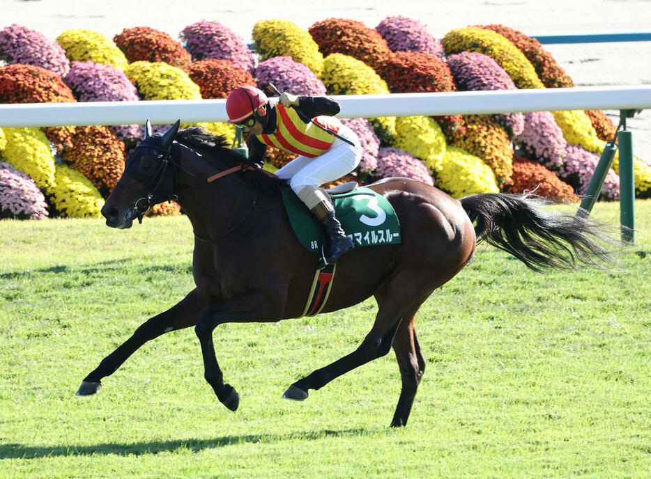 京都8R、3連勝で京都ジャンプSを制したスマイルスルー。鞍上の高田騎手はガッツポーズ（撮影・白石智彦）