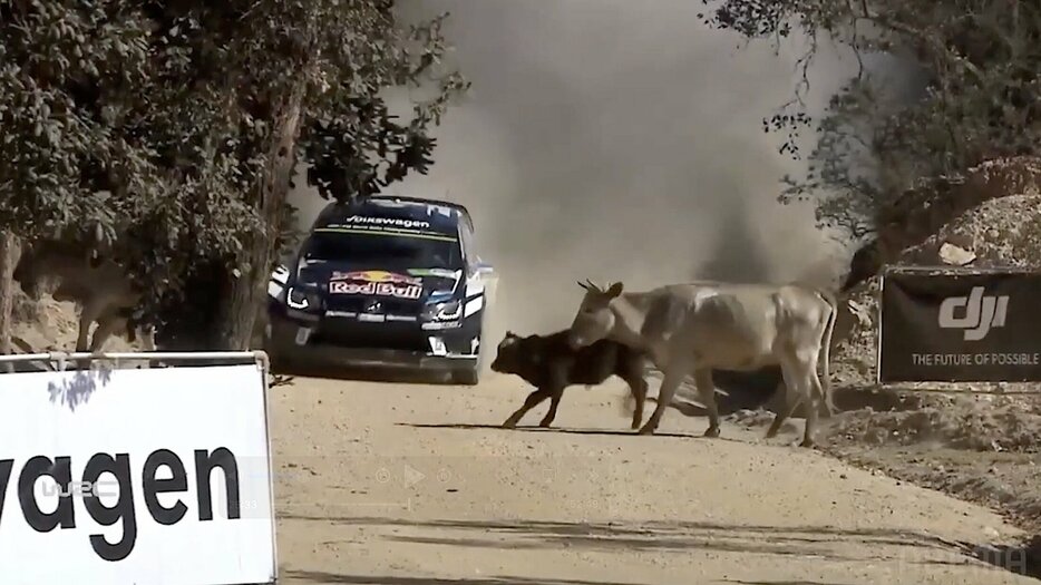 牛の行列に遭遇したオジエのマシン