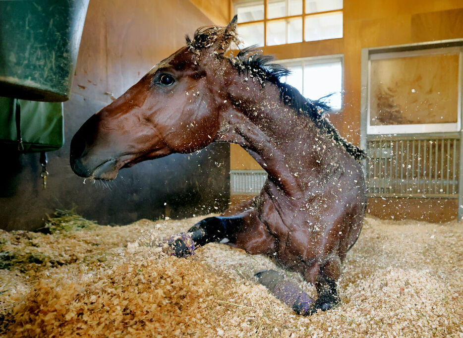 馬房に戻り、解放感で満たされるドウデュース（カメラ・高橋　由二）