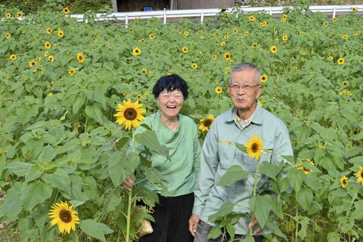 見頃を迎えたヒマワリ畑で来場を呼びかける菊池夫妻