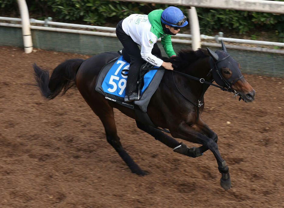 坂路で追い切るフライライクバード