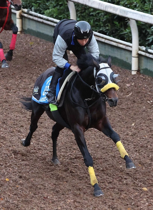 坂路を単走で追い切るシュヴァリエローズ