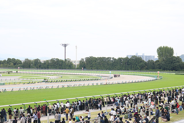 ヨヒーンがデビューする京都競馬場(c)netkeiba