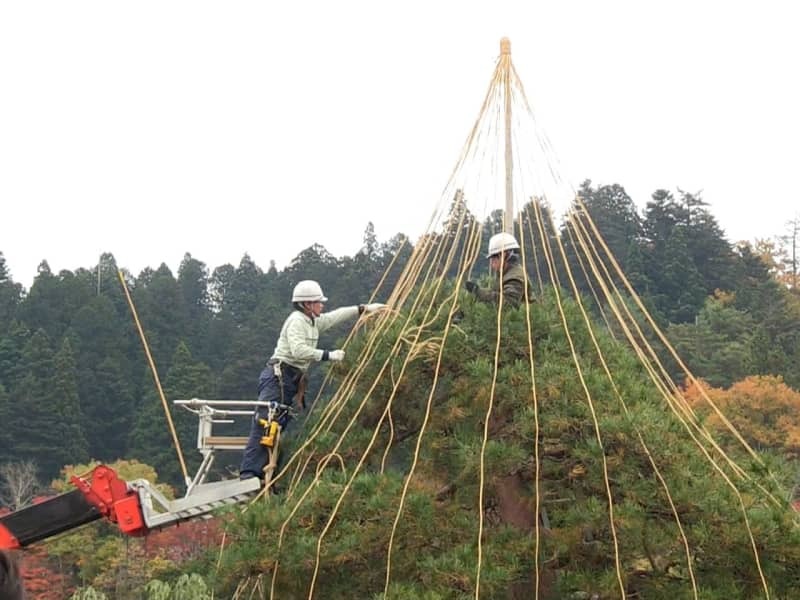 松の雪吊り作業をする造園業者＝２０日午前、高山市、中橋・高山陣屋周辺