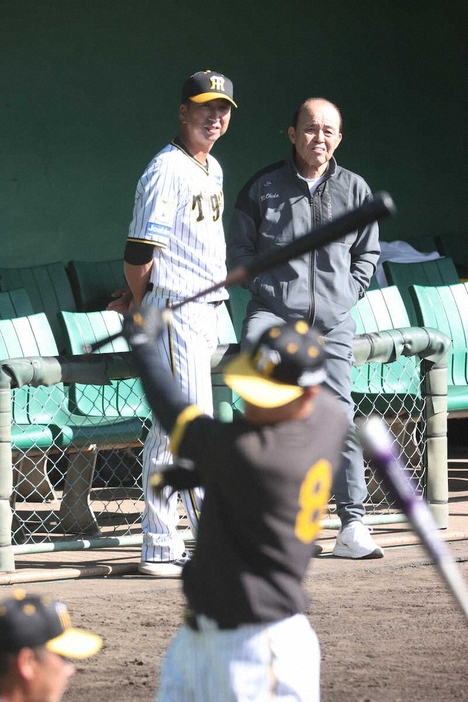 藤川監督（左）と佐藤輝のティー打撃を見つめる岡田オーナー付顧問（撮影・須田　麻祐子）