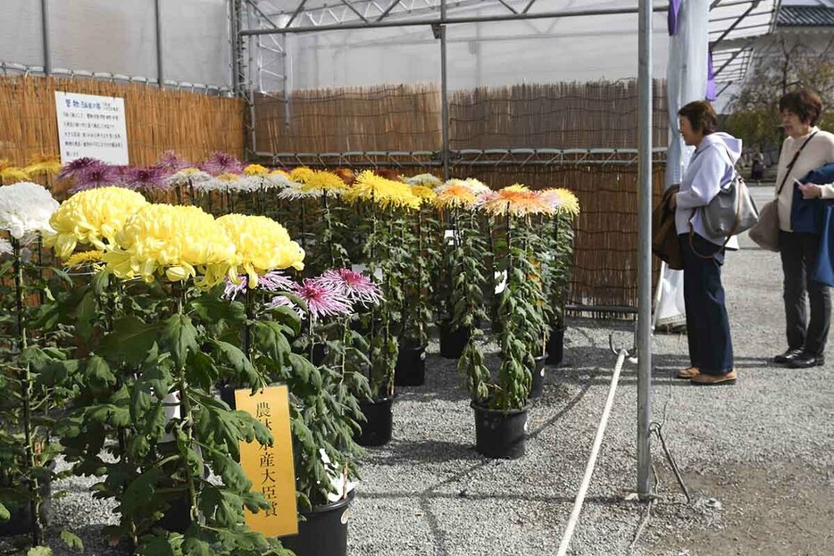 丹精込めて育てられた花々が並ぶ菊花展＝１２日、小田原城址公園本丸広場