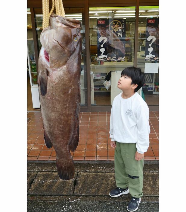 全長は１メートルを超える大物のクエ（和歌山県田辺市鮎川で）