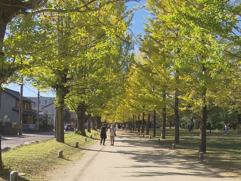 色づき始めたイチョウ並木＝１９日午後、各務原市那加雲雀町、学びの森プロムナード