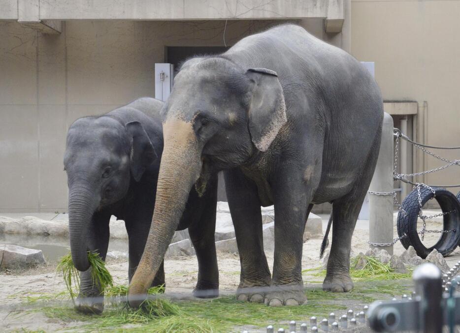 親子で寄り添うアジアゾウ＝30日午前、福岡市動物園