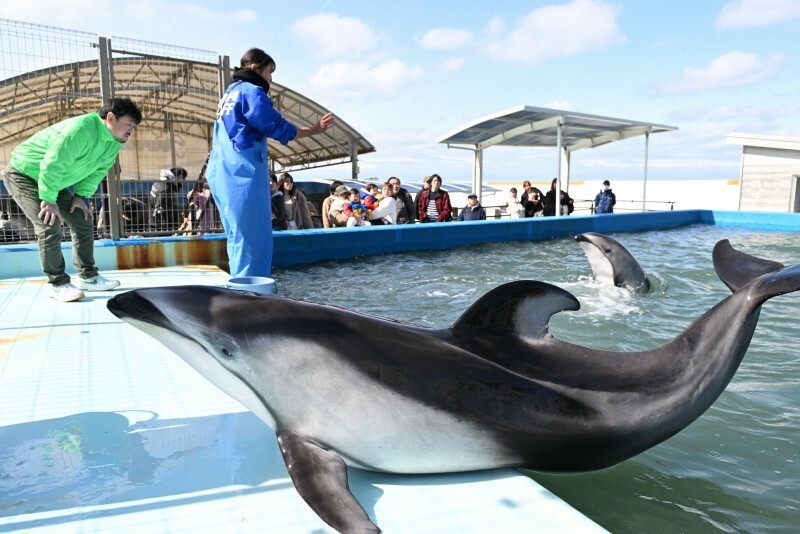 越前松島水族館の松原亮一館長（左端）が見守る中、飼育員のトレーニングを受ける、のとじま水族館から避難してきたカマイルカの「ニッシー」（手前）と「ゴウ」＝福井県坂井市で2024年2月24日、大西岳彦撮影