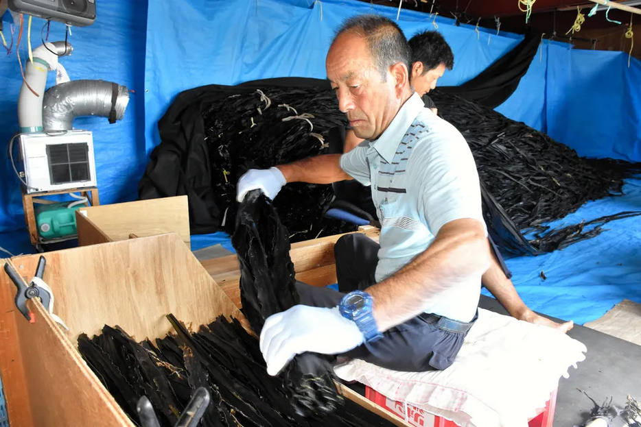 小屋でコンブの裁断や仕分けの作業を行う、えりも岬地区の川崎さん=9月9日