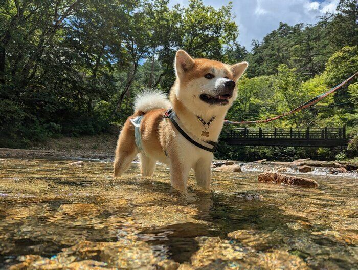 川遊びを楽しんでいたときの一枚