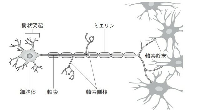 神経細胞の特徴