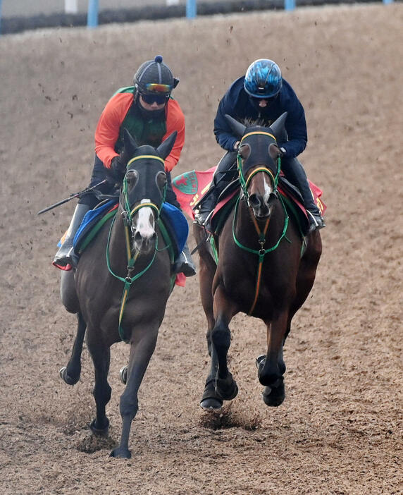 ライラック（右）はアドミラルシップと併せて追い切る（撮影・柴田隆二）