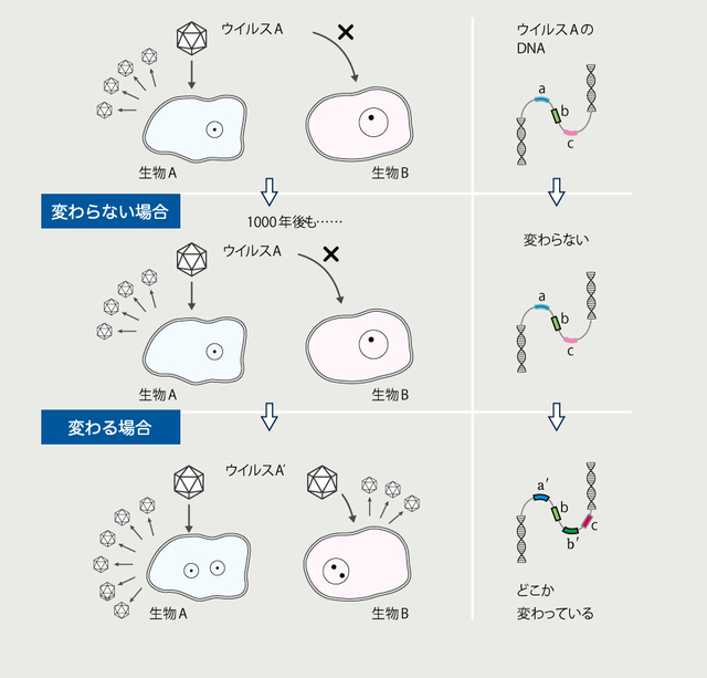 DNAが変わらない場合と変わる場合のウイルスと生物の関係。a、b、cはそれぞれ、ある遺伝子を想定している。あくまでもモデルである