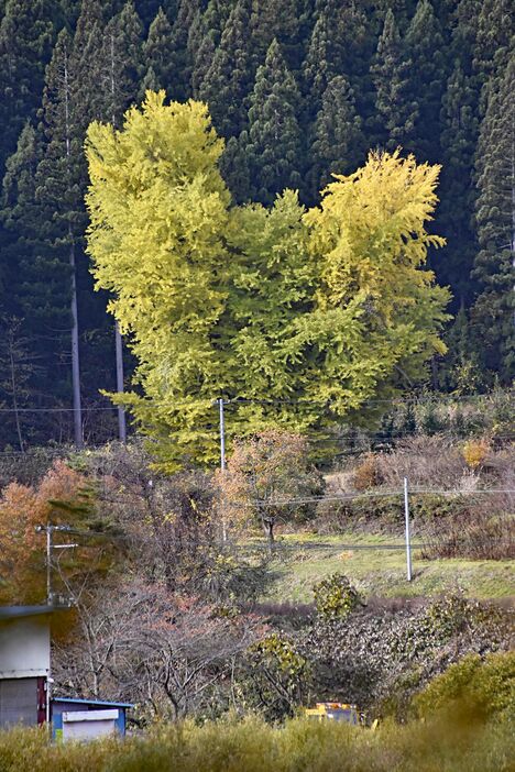 黄葉が進みハート形の樹形がくっきりと見える法量のイチョウ＝14日、十和田市法量銀杏木