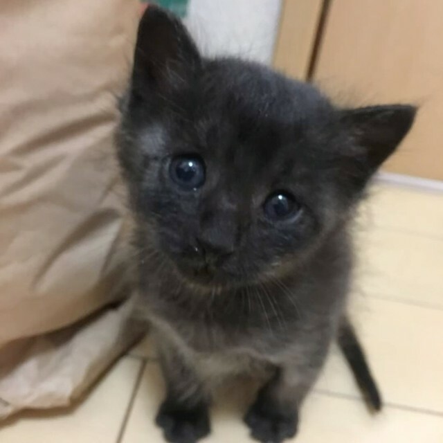 ふわふわの子猫時代＝Mintonさん提供