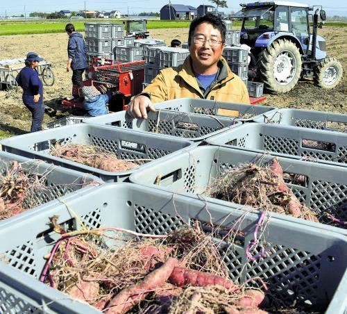 畑で収穫したサツマイモをかごに詰め込む男性（１０月１１日、新篠津村で）