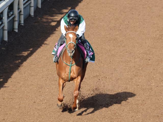 栗東に帰厩したジャルディニエ(撮影：井内利彰)