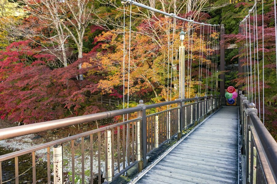 2024年11月8日撮影の「紅の吊橋」。紅葉の見頃を迎えつつあります