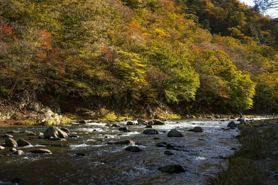 キャッチ＆リリース区間下流部の風景。2024年11月8日撮影