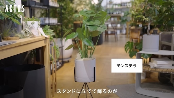 独特な葉の形で育てやすい「モンステラ」（画像提供：ACTUS公式YouTubeチャンネル「interior shop ACTUS」）