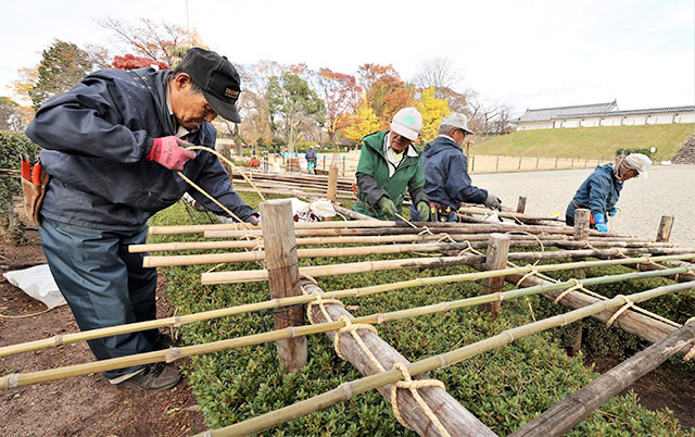 植木などを守るための雪囲いが進む霞城公園＝山形市