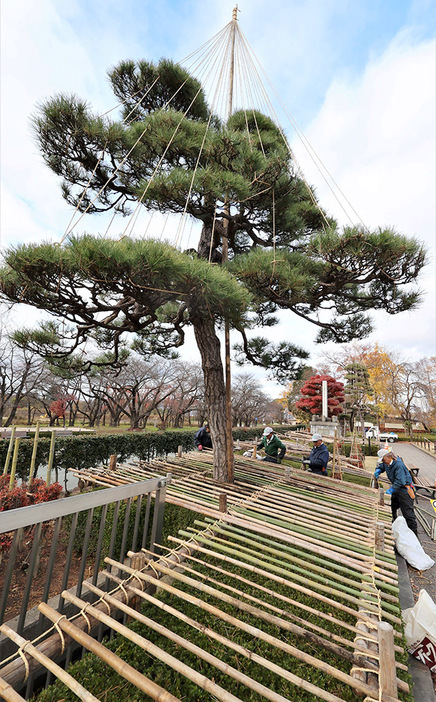 植木などを守るための雪囲いや雪つりの作業が進む霞城公園＝山形市