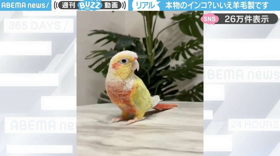 ウロコインコ