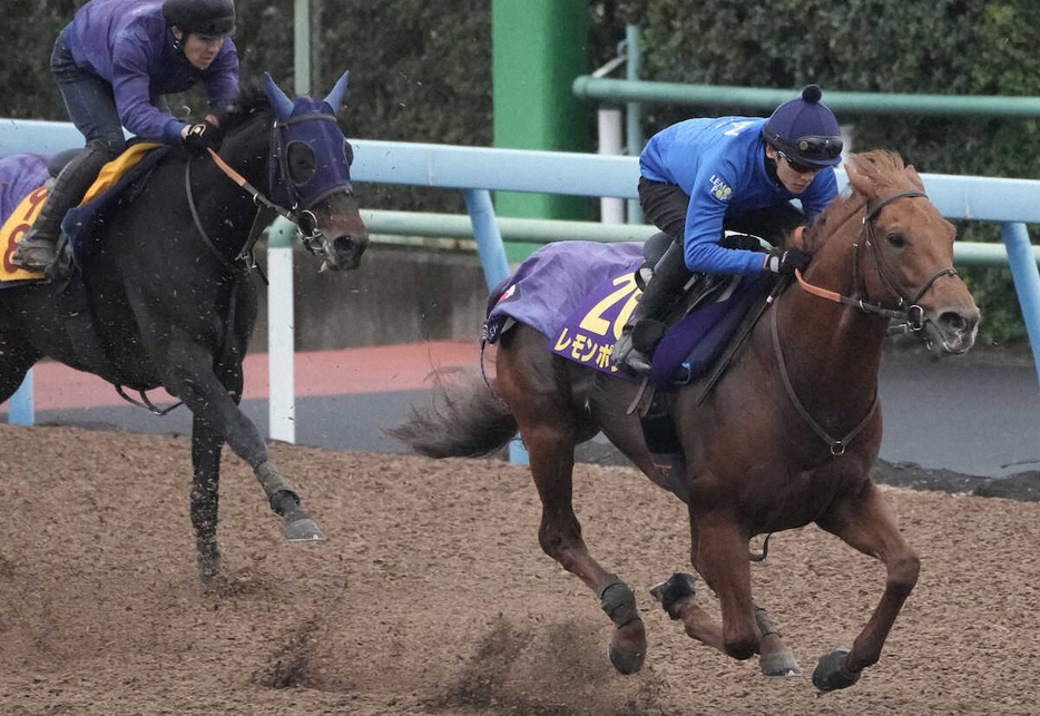 ウッドチップコース、併せ馬で追い切るレモンポップ（撮影・郡司修）