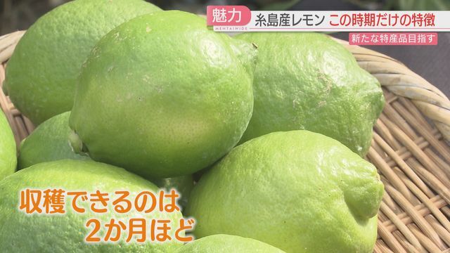 糸島れもん