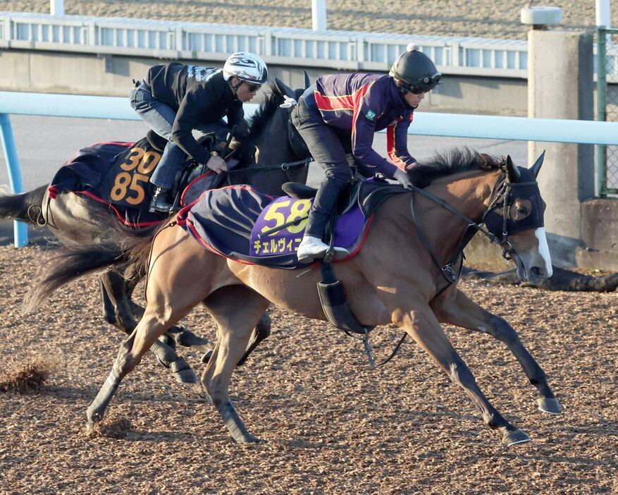 チェルヴィニア（手前）＝美浦トレセン（撮影・塩浦孝明）