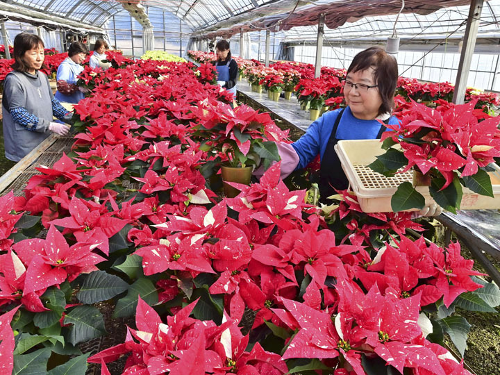 出荷を迎えている色鮮やかなポインセチア＝矢祭町・FUJITA農園