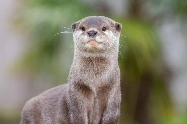 絶滅が危惧されるレッドリストに指定されているコツメカワウソ。photo/iSotck