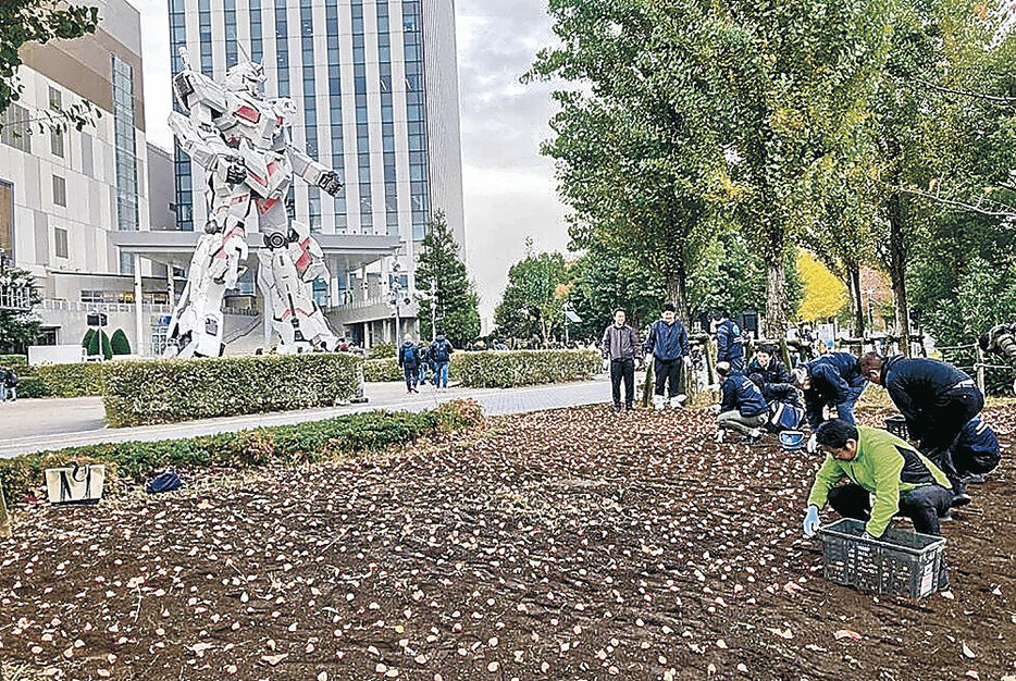 チューリップ球根を植える砺波市職員＝東京都内（砺波市提供）