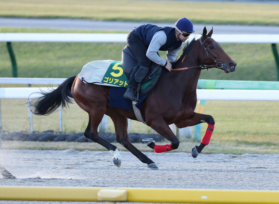 東京競馬場ダートコースで調整するゴリアット（撮影・丹羽敏通）