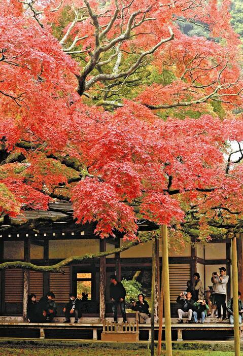 赤く色づいた大カエデ（16日、福岡県糸島市で）＝木佐貫冬星撮影