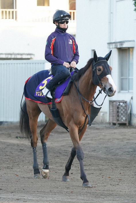 3歳牝馬チェルヴィニア