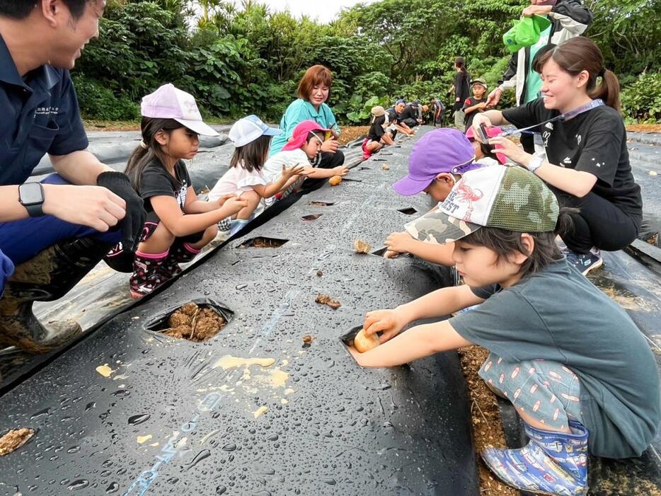 ジャガイモの植え付けを体験する園児ら