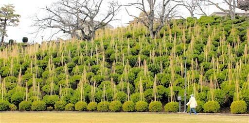 斜面のツツジに雪つりが施された福井県鯖江市西山公園=11月26日