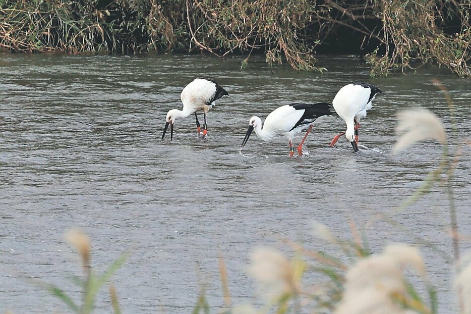 高岡市内の小矢部川に飛来したコウノトリ３羽（佐野豪泰さん撮影）