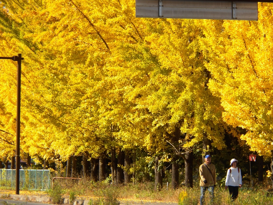 通りを黄色に染めている高浜運動公園沿いのイチョウ並木