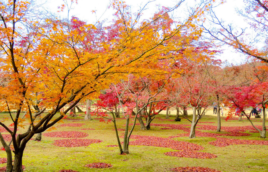 見頃の紅葉（画像イメージ／写真AC）