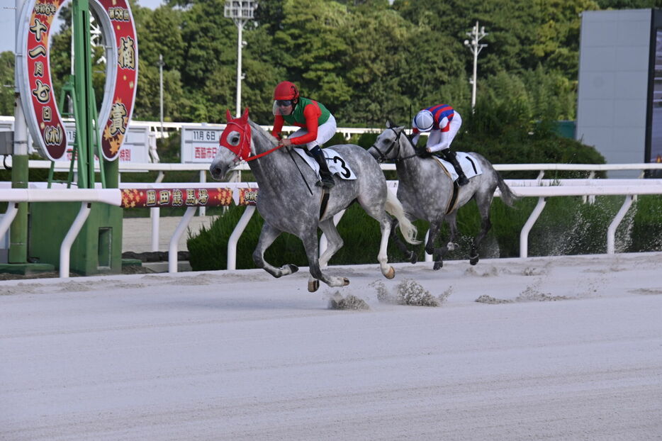 芦毛限定戦を実施…Road to Christmas（提供：兵庫県競馬組合）