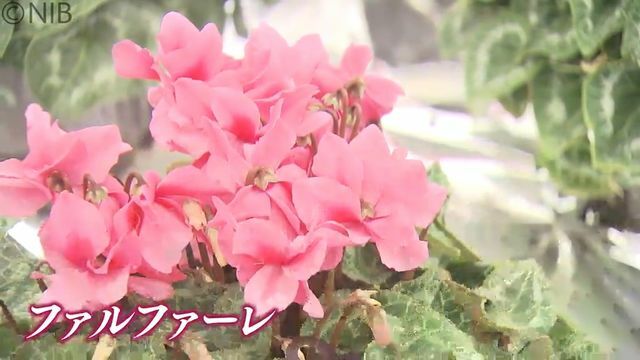 NIB長崎国際テレビ