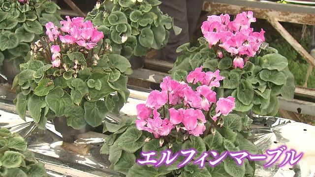 NIB長崎国際テレビ