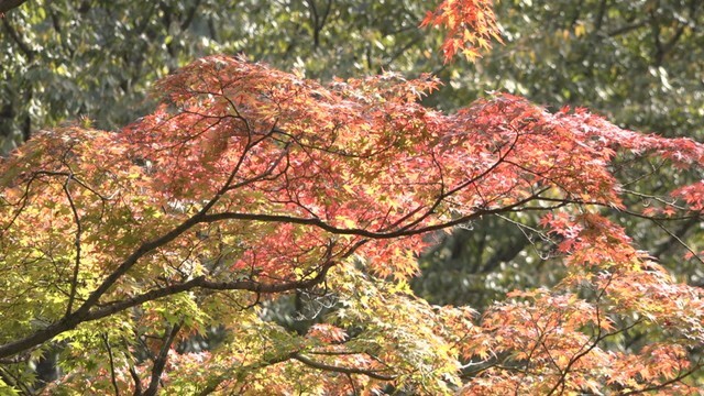 香川県さぬき市の大窪寺