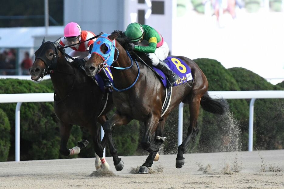 JBCスプリント・タガノビューティーと石橋脩騎手 (C)NAR地方競馬全国協会