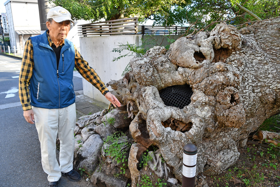 傷んだサイカチの木と並木さん＝館山