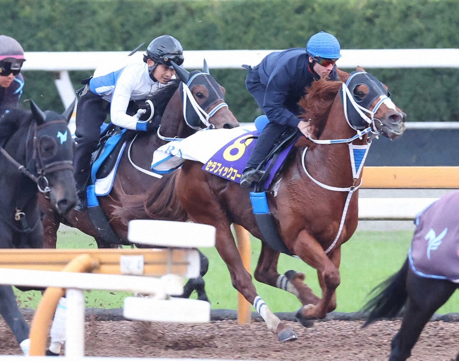 C・デムーロを背にCWコースにて併せ馬で追い切るセラフィックコール（右）（撮影・亀井直樹）